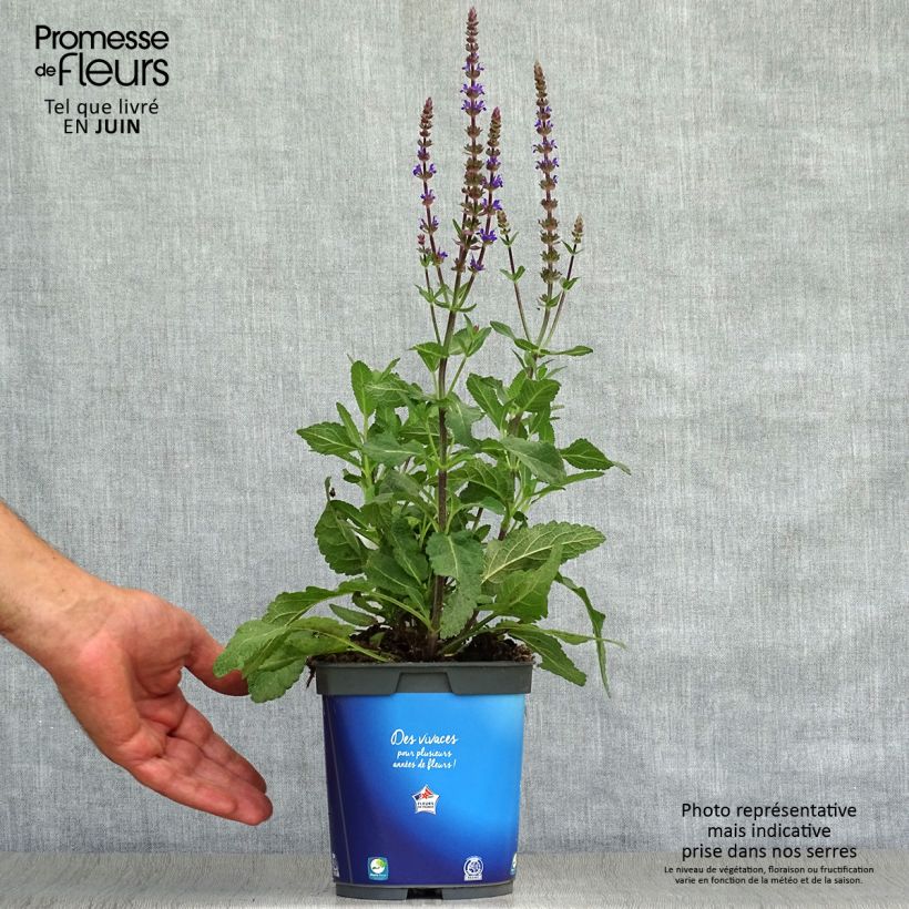 Spécimen de Sauge - Salvia nemorosa Caradonna Pot de 1,5L/2L tel que livré en été