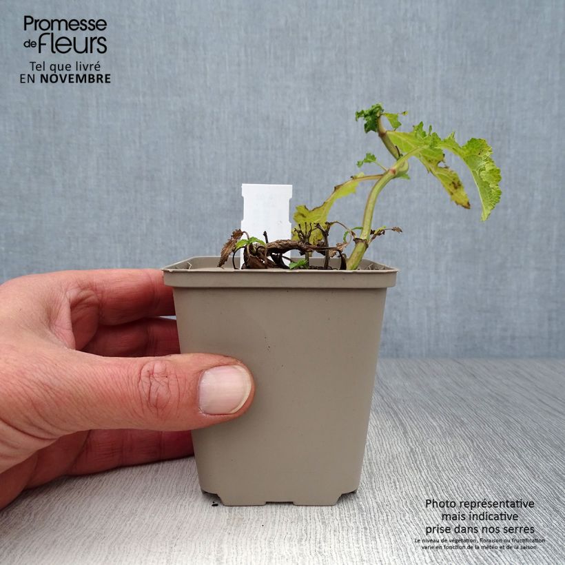 Spécimen de Sauge - Salvia nemorosa Schwellenburg Godet de 8/9 cm tel que livré en automne