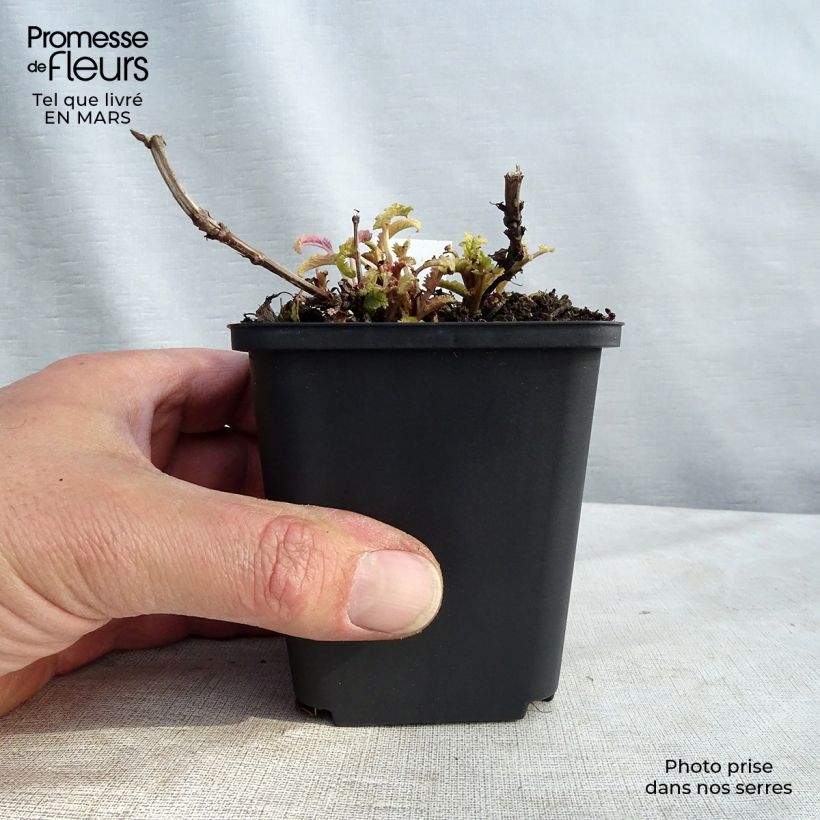 Spécimen de Sauge - Salvia nemorosa Schwellenburg Godet de 8/9 cm tel que livré en hiver