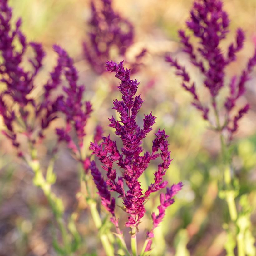Sauge - Salvia nemorosa Schwellenburg (Floraison)