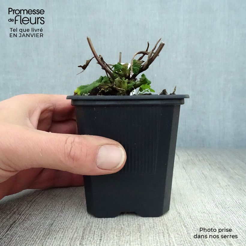 Spécimen de Sauge - Salvia sylvestris Rhapsody in Blue Godet de 8/9 cm tel que livré en hiver