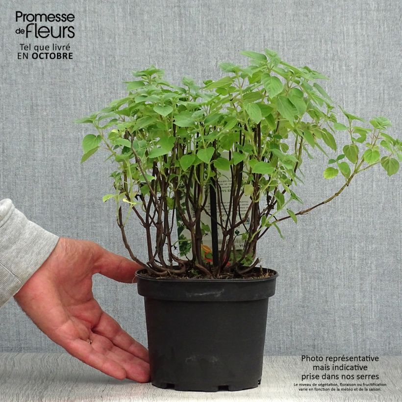 Spécimen de Sauge Tangerine goût d'orange - Salvia elegans Pot de 1,5L/2L tel que livré en automne