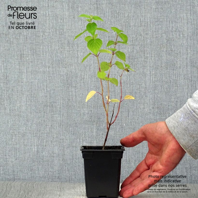 Spécimen de Sauge Tangerine goût d'orange - Salvia elegans Godet de 7/8 cm tel que livré en automne