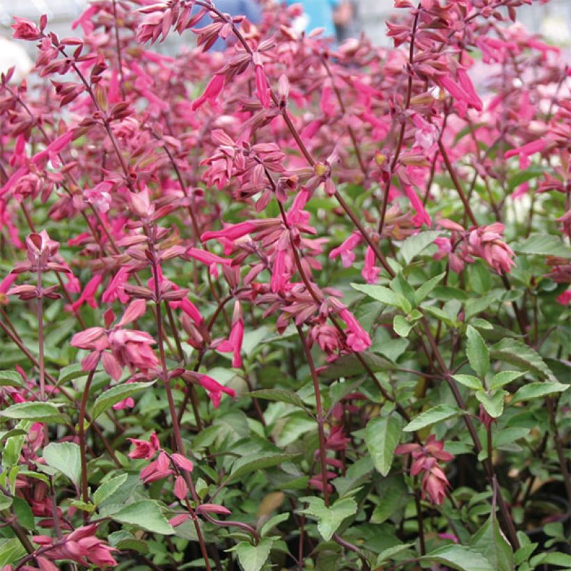 Sauge hybride Wendy's Wish (Floraison)