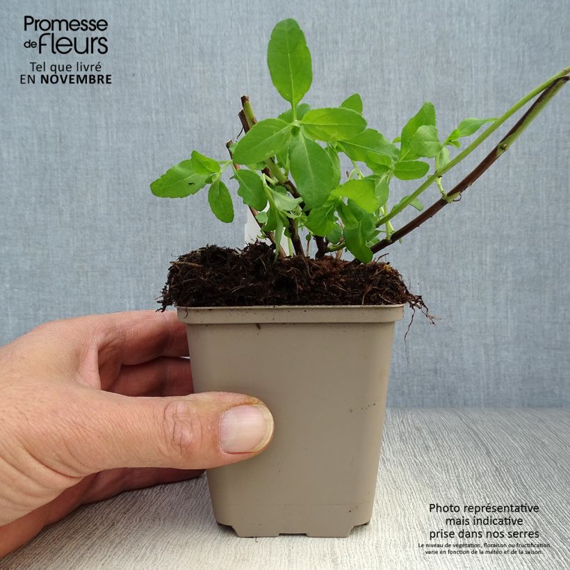 Spécimen de Sauge arbustive Amethyst Lips - Salvia greggii Godet de 8/9 cm tel que livré en automne