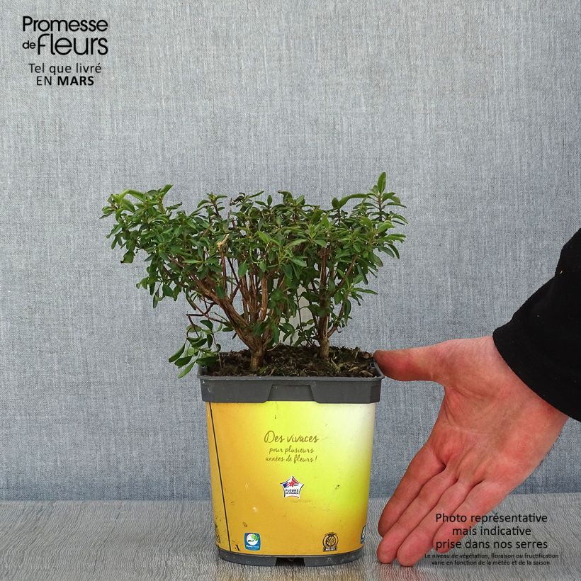 Spécimen de Sauge arbustive Belle de Loire - Salvia jamensis Pot de 2L/3L tel que livré en hiver