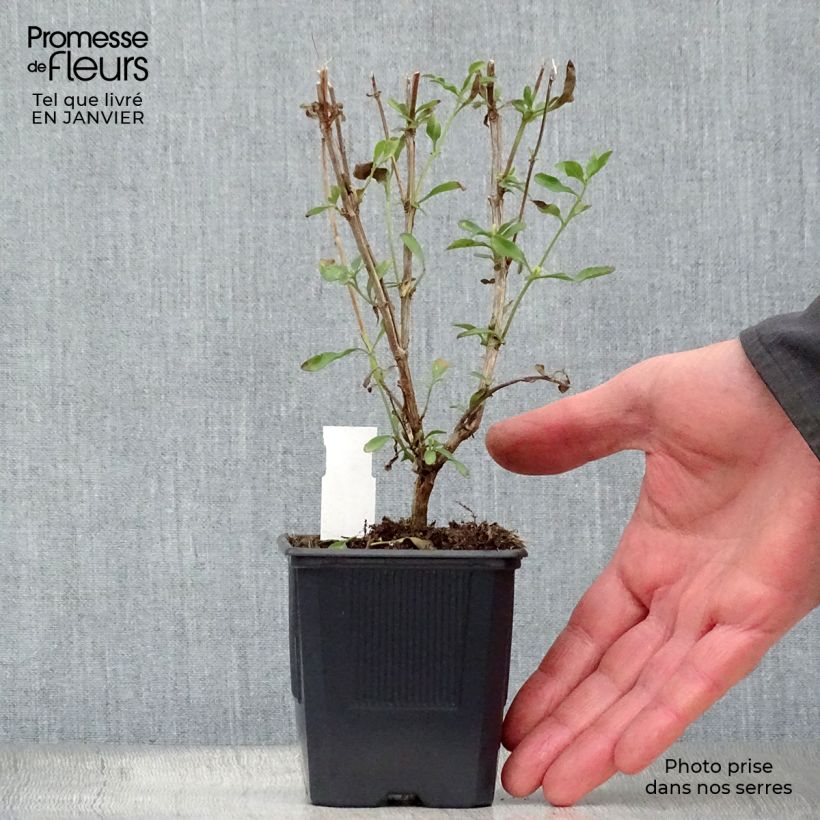 Spécimen de Sauge arbustive California Sunset - Salvia (x) jamensis Godet de 8/9 cm tel que livré en hiver