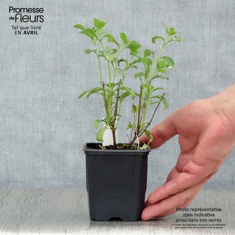 Spécimen de Sauge arbustive California Sunset - Salvia (x) jamensis Godet de 8/9 cm tel que livré au printemps