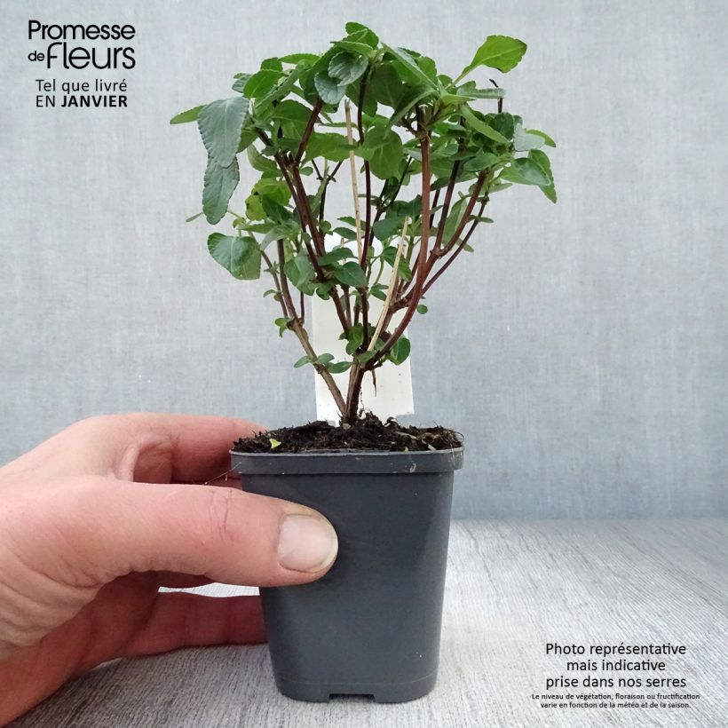 Spécimen de Sauge arbustive Cerro Potosi - Salvia microphylla Godet de 7/8 cm tel que livré en hiver