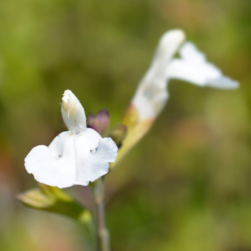 Sauge arbustive Gletsjer - Salvia microphylla (Floraison)