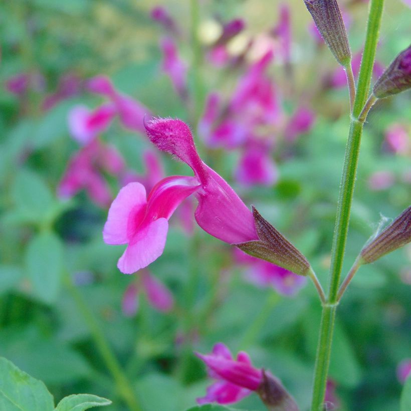 Sauge arbustive Icing Sugar - Salvia greggii (Floraison)