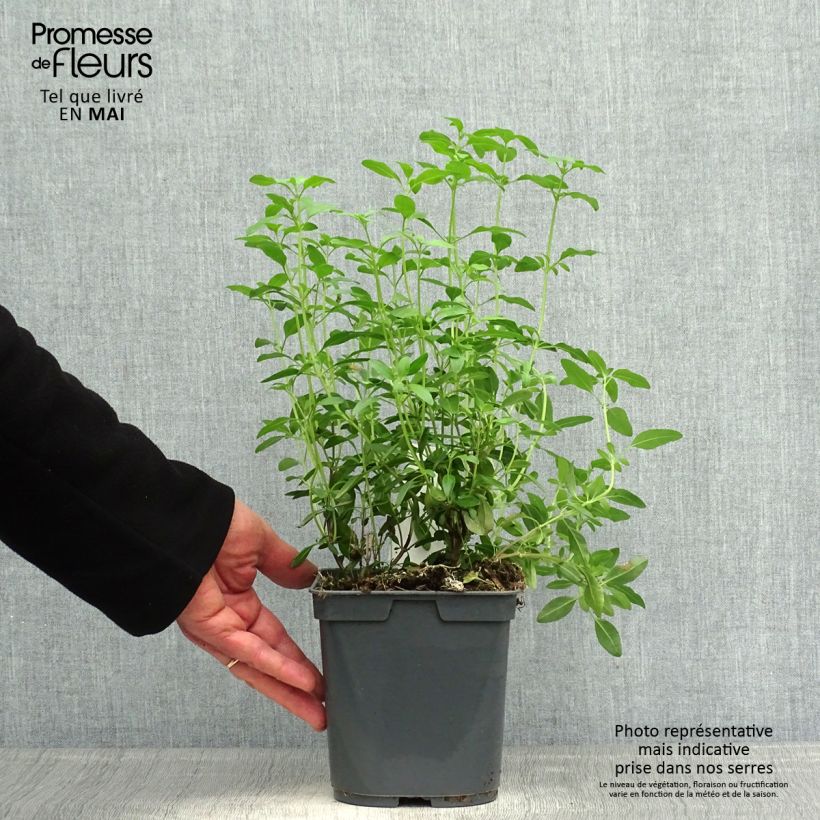 Spécimen de Sauge arbustive Icing Sugar - Salvia greggii  Pot de 2L/3L tel que livré au printemps