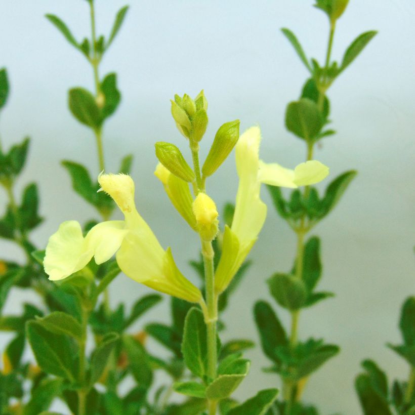 Sauge arbustive Lemon Light (Floraison)