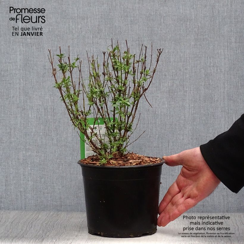 Spécimen de Sauge arbustive Lemon Light  Pot de 2L/3L tel que livré en hiver