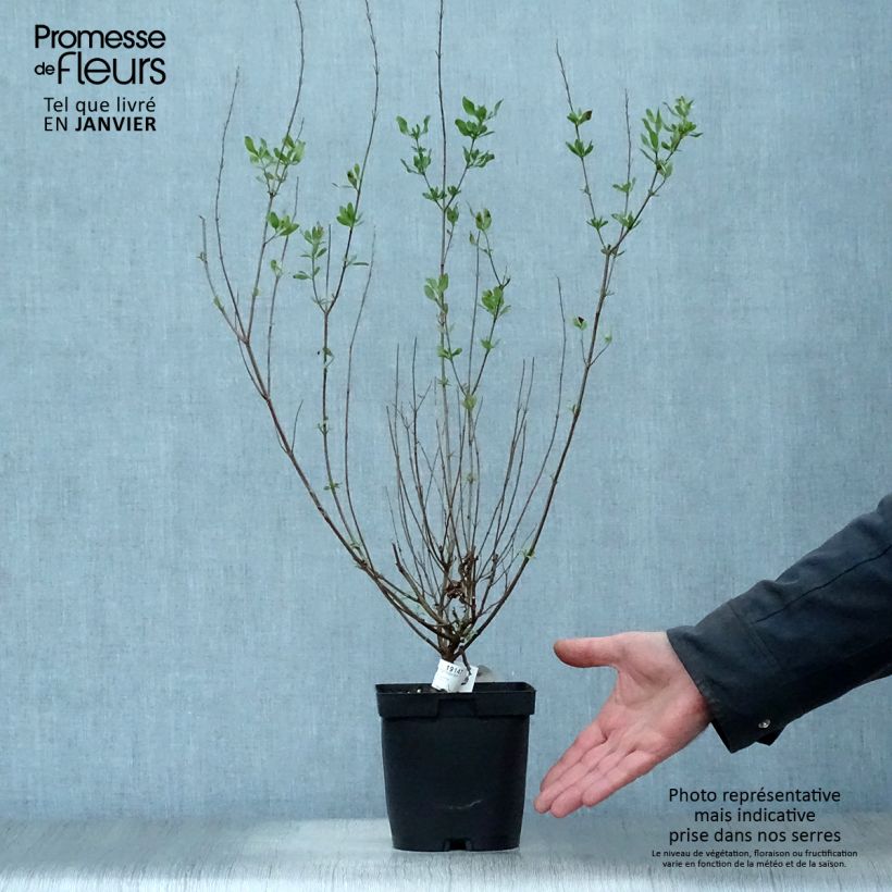 Spécimen de Sauge arbustive Melen - Salvia jamensis Pot de 2L/3L tel que livré en hiver