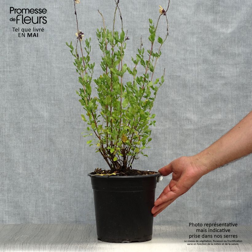 Spécimen de Sauge arbustive Melen - Salvia jamensis Pot de 4L/5L tel que livré au printemps