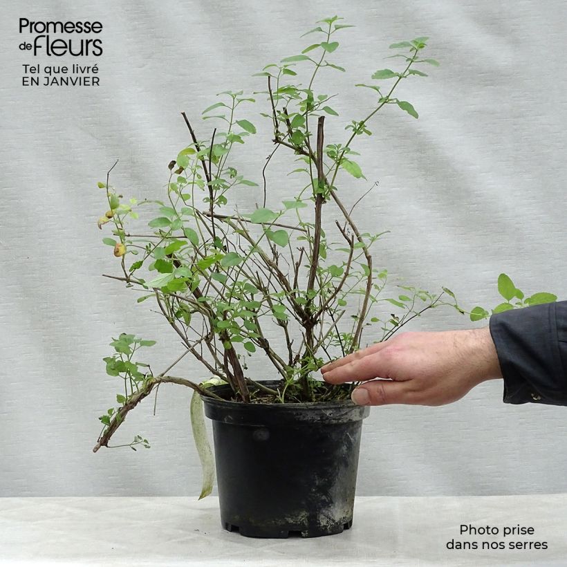 Spécimen de Sauge arbustive Pink Lips (Jeremy) - Salvia microphylla Pot de 2L/3L tel que livré en hiver