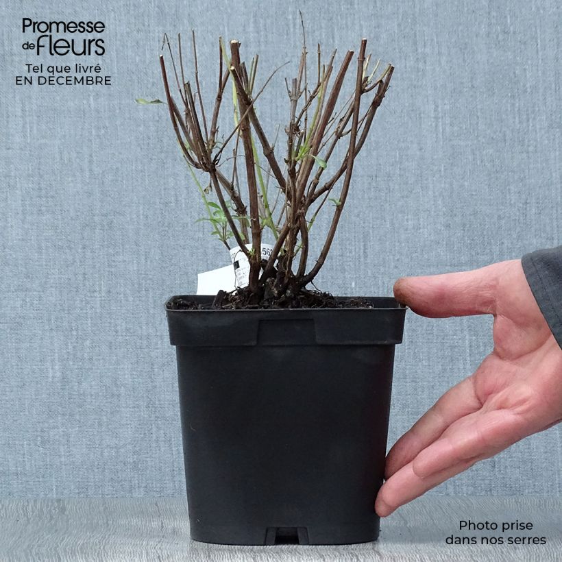 Spécimen de Sauge arbustive Pluenn - Salvia jamensis Pot de 2L/3L tel que livré en hiver