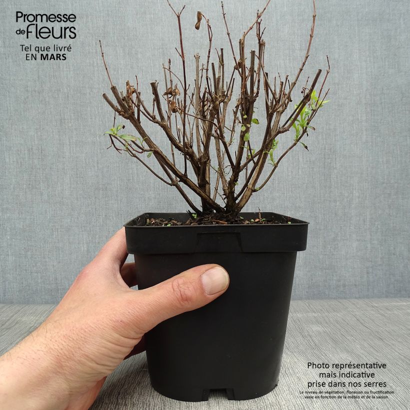 Spécimen de Sauge arbustive Pluenn - Salvia jamensis Pot de 2L/3L tel que livré au printemps