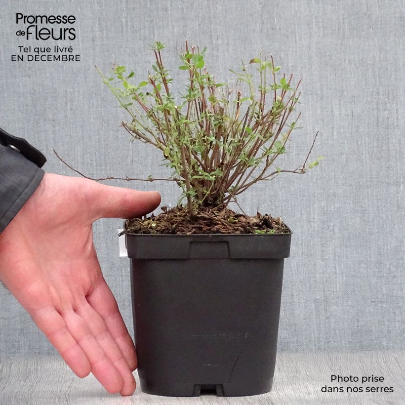 Spécimen de Sauge arbustive Reve Rouge - Salvia jamensis Pot de 2L/3L tel que livré en hiver