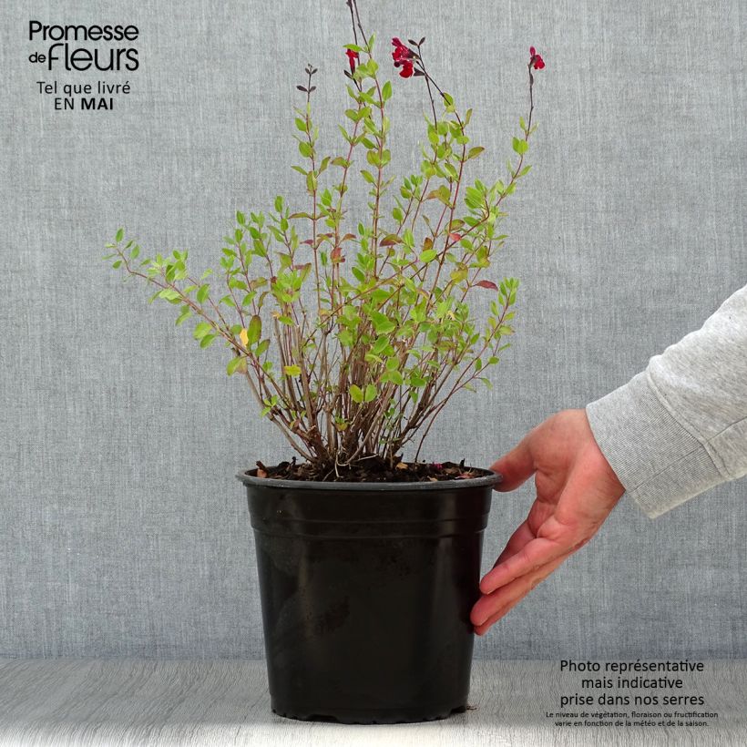 Spécimen de Sauge arbustive Reve Rouge - Salvia jamensis Pot de 4L/5L tel que livré au printemps