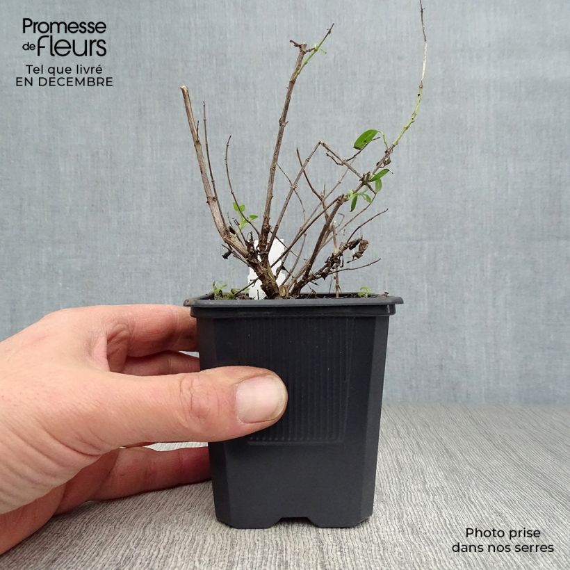 Spécimen de Sauge arbustive - Salvia greggii Alba Godet de 8/9 cm tel que livré en hiver