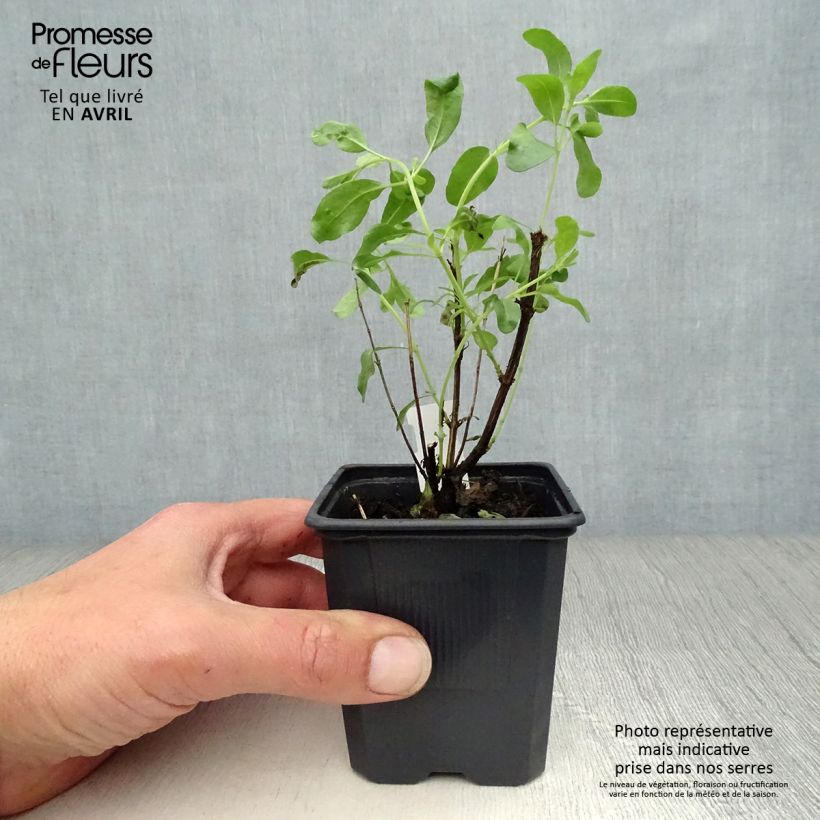 Exemplar von Salvia greggii Alba - Strauchiger Salbei Kleine Töpfe von 8/9 cm wie im Frühjahr geliefert