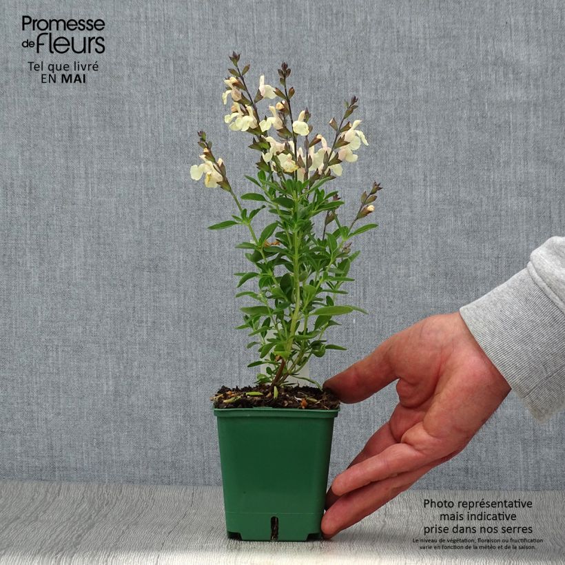 Spécimen de Sauge arbustive - Salvia greggii Mirage Cream Godet de 8/9 cm tel que livré au printemps