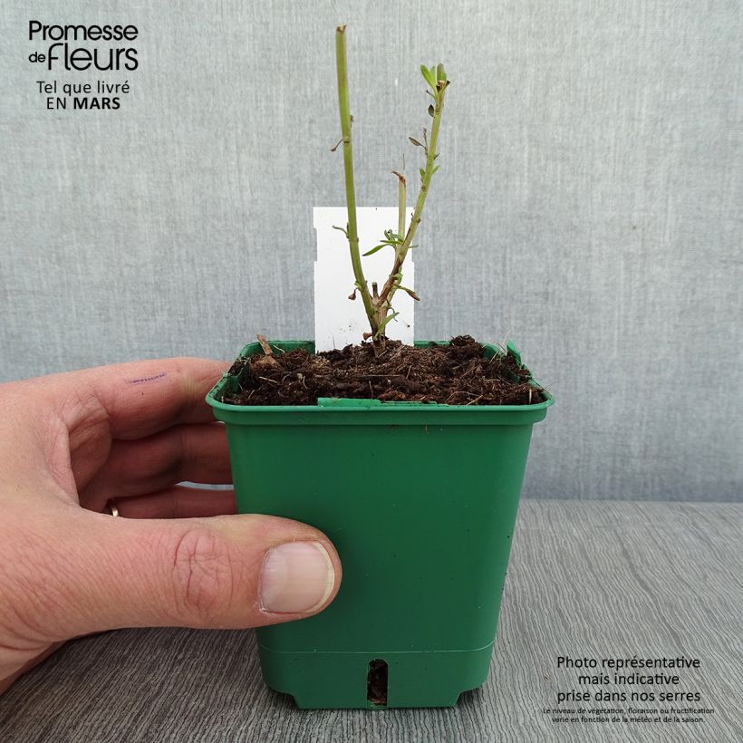 Spécimen de Sauge arbustive - Salvia greggii Mirage Cream Godet de 8/9 cm tel que livré en hiver