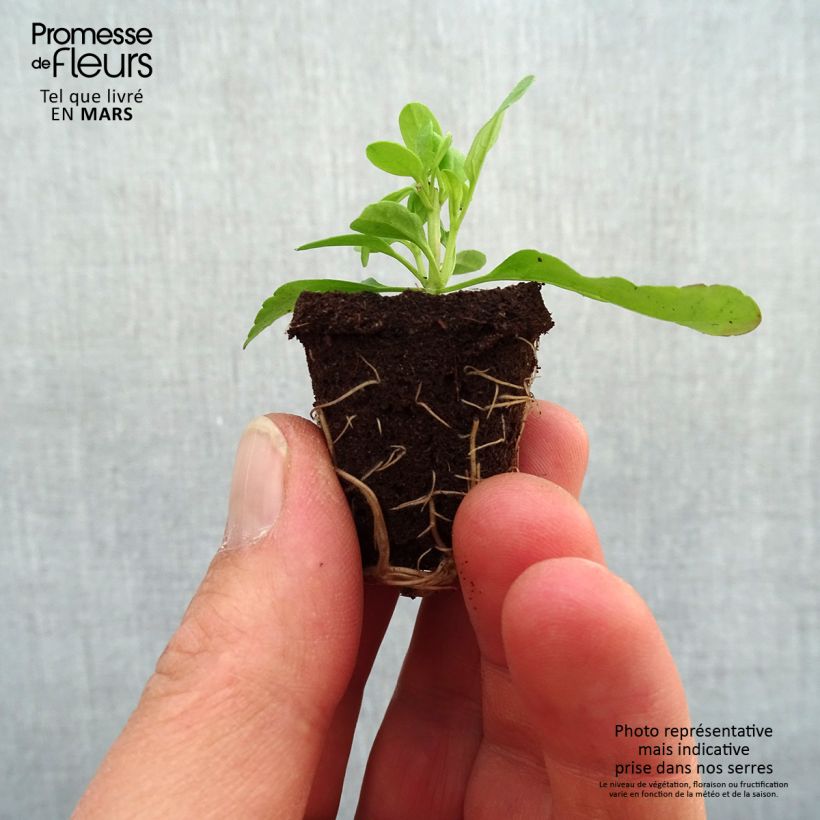 Spécimen de Sauge arbustive - Salvia greggii Mirage Salmon Mini-motte Ø 3/4 cm tel que livré au printemps