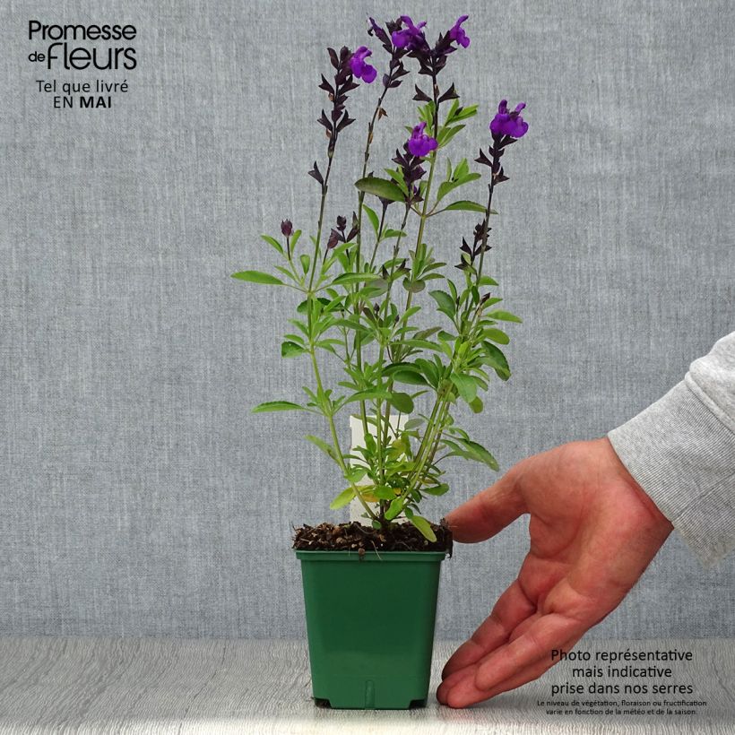 Spécimen de Sauge arbustive - Salvia greggii Mirage Violet Godet de 8/9 cm tel que livré au printemps