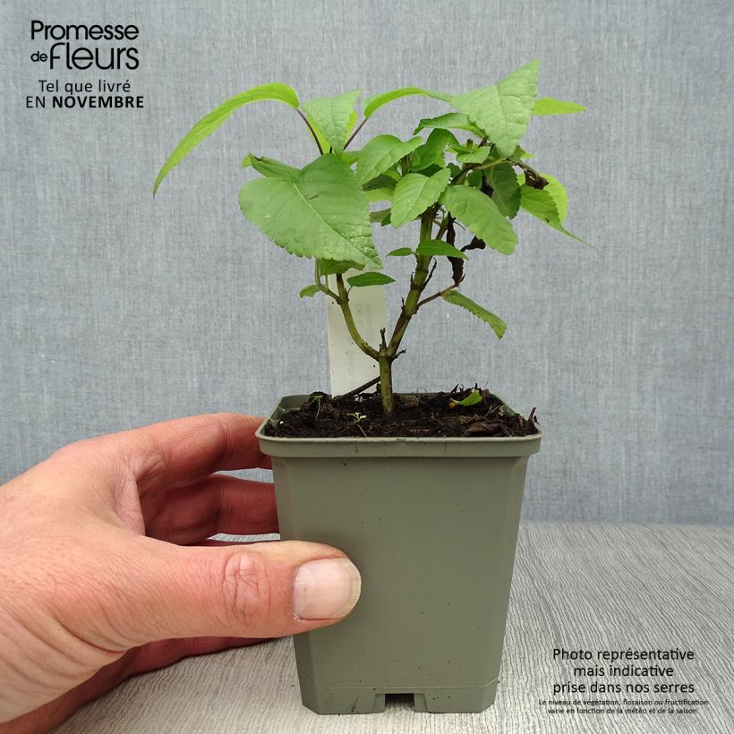 Spécimen de Sauge arbustive - Salvia guaranitica Black and Blue Godet de 7/8 cm tel que livré en automne