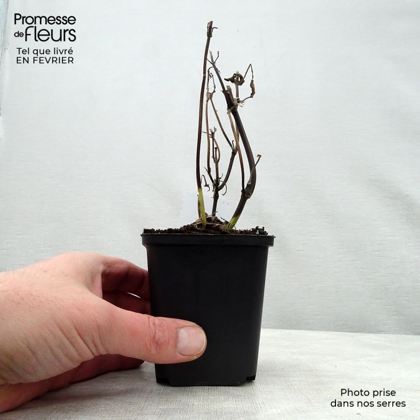 Spécimen de Sauge arbustive - Salvia guaranitica Black and Blue Godet de 7/8 cm tel que livré en hiver