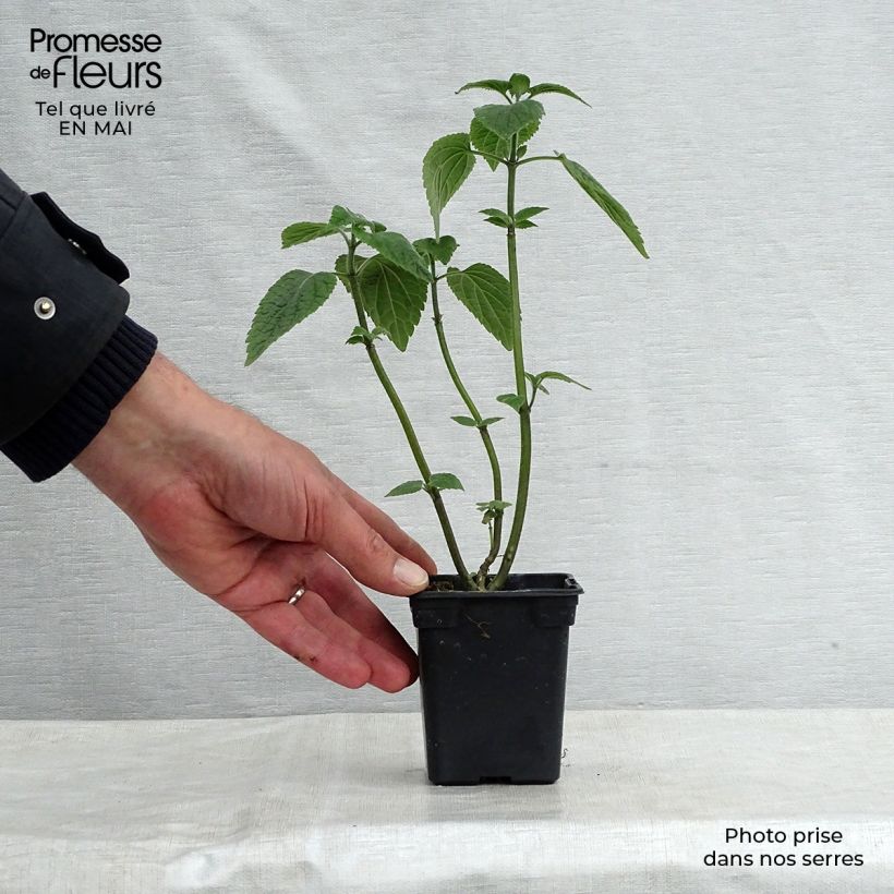 Spécimen de Sauge arbustive - Salvia guaranitica Black and Blue Godet de 7/8 cm tel que livré au printemps