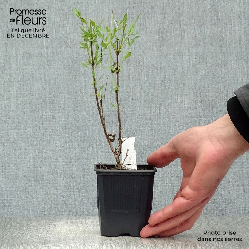 Spécimen de Sauge arbustive - Salvia jamensis Raspberry Royal Godet de 8/9 cm tel que livré en hiver