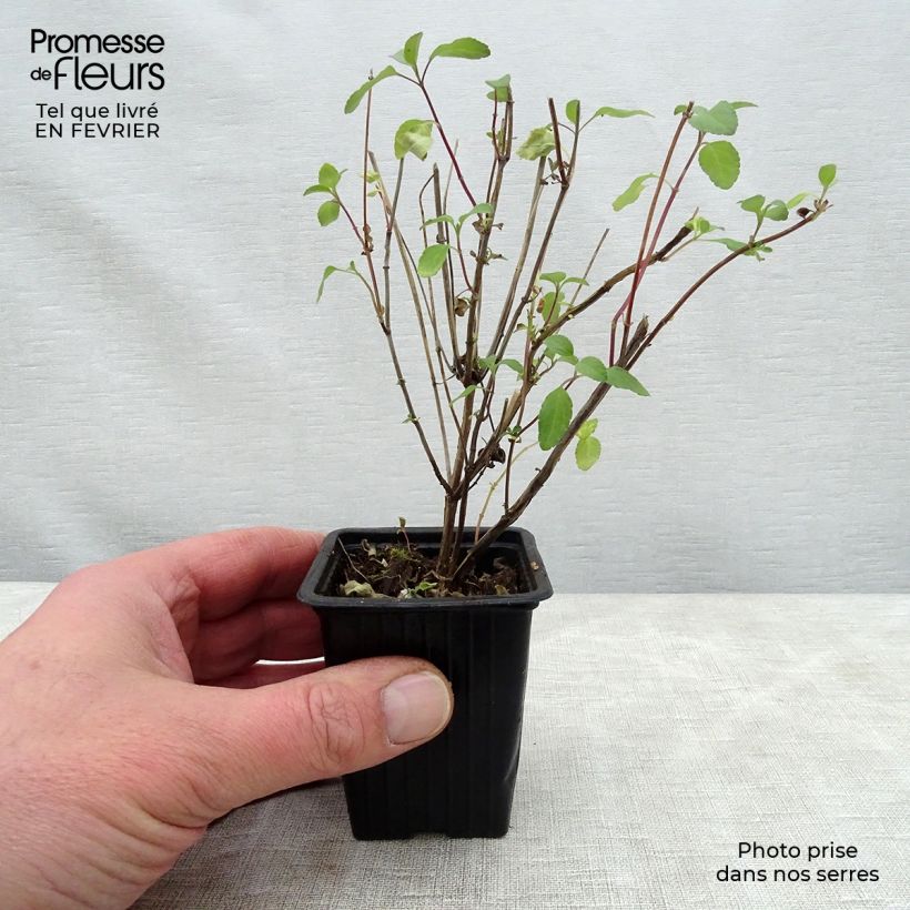 Spécimen de Sauge arbustive - Salvia microphylla Hot Lips Godet de 7/8 cm tel que livré en hiver