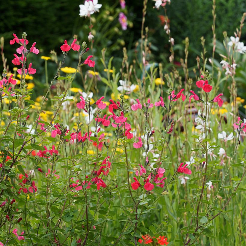 Sauge arbustive - Salvia microphylla grahamii (Port)