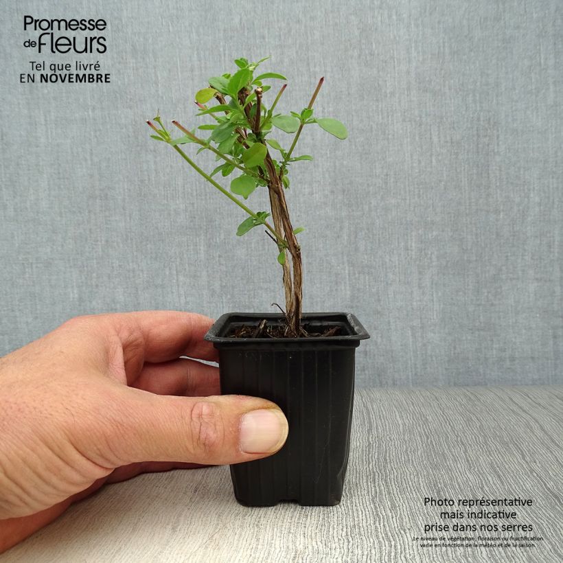 Spécimen de Sauge arbustive - Salvia microphylla grahamii Godet de 7/8 cm tel que livré en automne