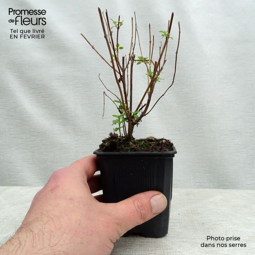 Spécimen de Sauge arbustive - Salvia microphylla grahamii Godet de 7/8 cm tel que livré en hiver