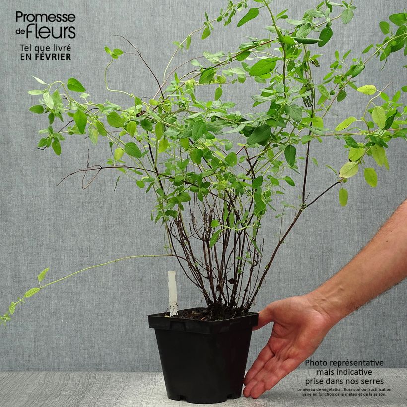 Spécimen de Sauge arbustive - Salvia microphylla grahamii Pot de 2L/3L tel que livré en automne