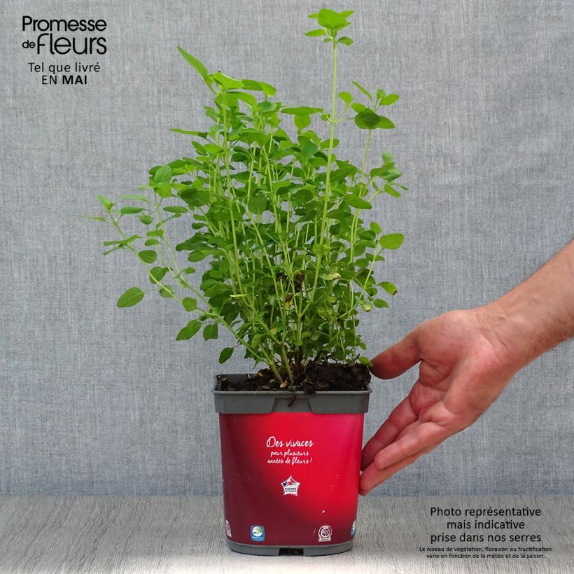 Spécimen de Sauge arbustive - Salvia microphylla grahamii Pot de 2L/3L tel que livré au printemps
