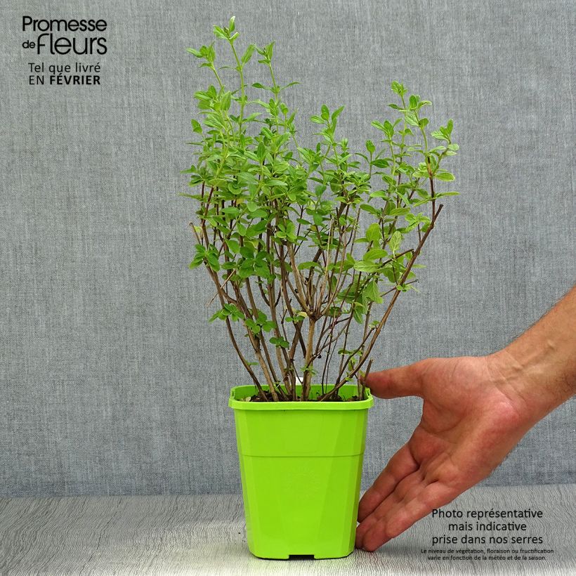 Spécimen de Sauge arbustive So Cool Pale Blue - Salvia microphylla Pot de 1L/1,5L tel que livré en automne