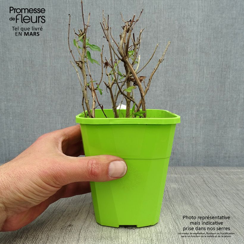 Spécimen de Sauge arbustive So Cool Pale Blue - Salvia microphylla Pot de 1L/1,5L tel que livré au printemps