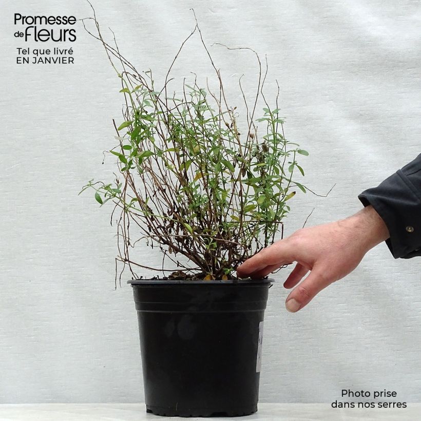 Spécimen de Sauge arbustive Violette de Loire - Salvia jamensis Pot de 4L/5L tel que livré en hiver