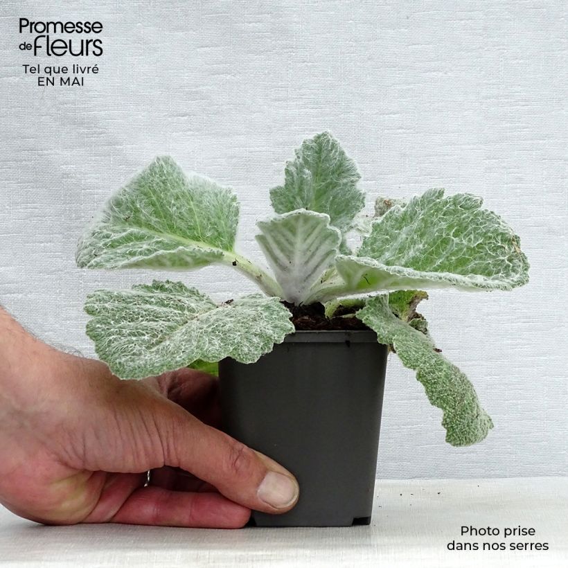 Spécimen de Sauge argentée - Salvia argentea  Godet de 8/9 cm tel que livré au printemps