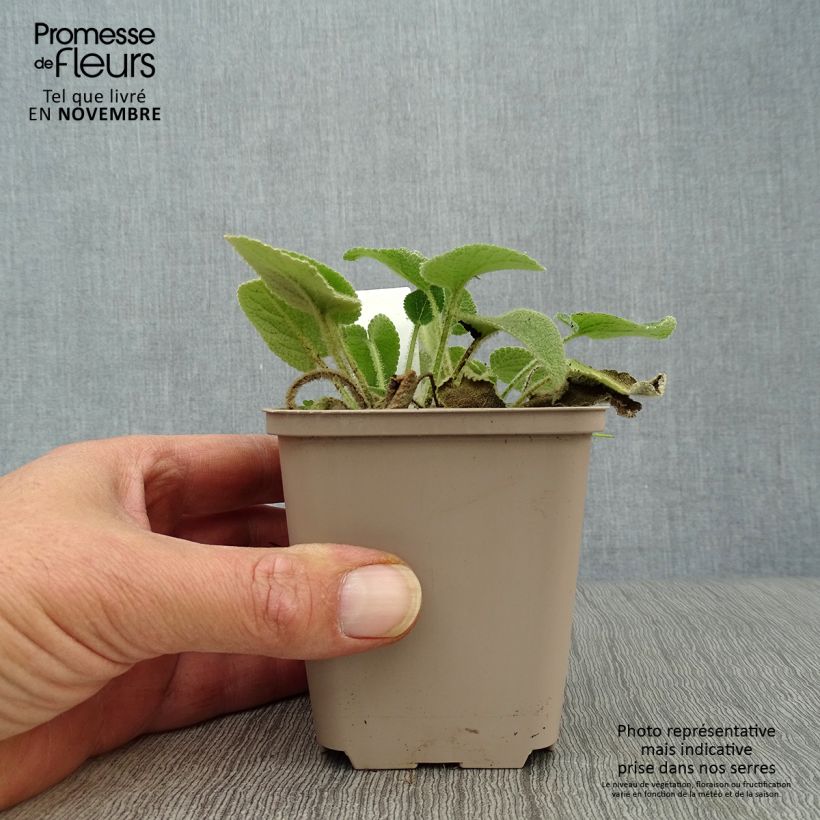 Spécimen de Sauge de Jerusalem - Phlomis samia Godet de 8/9 cm tel que livré en automne