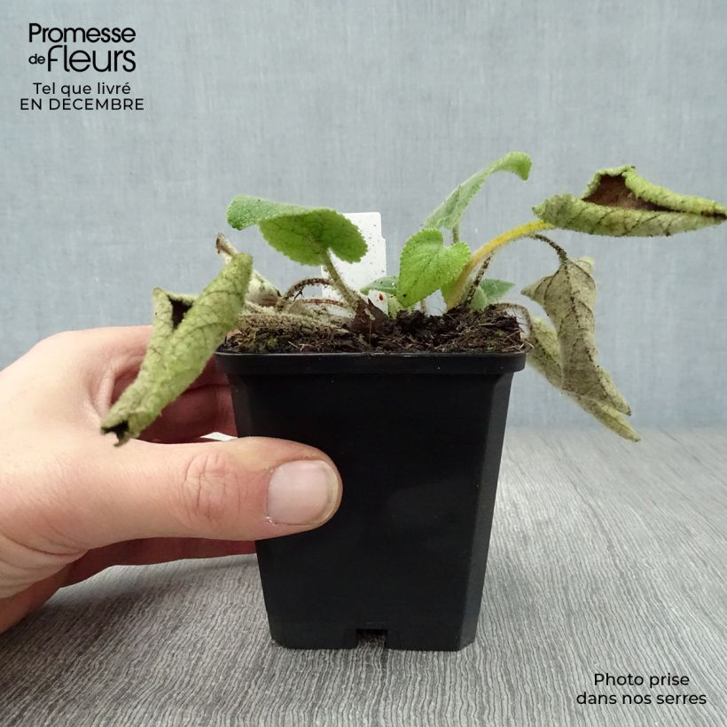 Spécimen de Sauge de Jerusalem - Phlomis samia Godet de 8/9 cm tel que livré en hiver