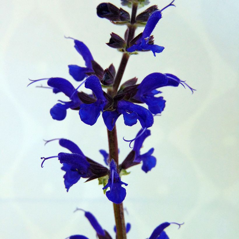 Sálvia nemorosa Viola Klose (Floração)