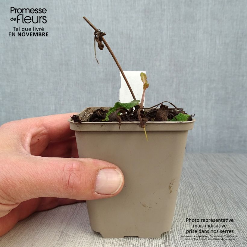 Spécimen de Sauge des bois - Salvia nemorosa Viola Klose Godet de 8/9 cm tel que livré en automne