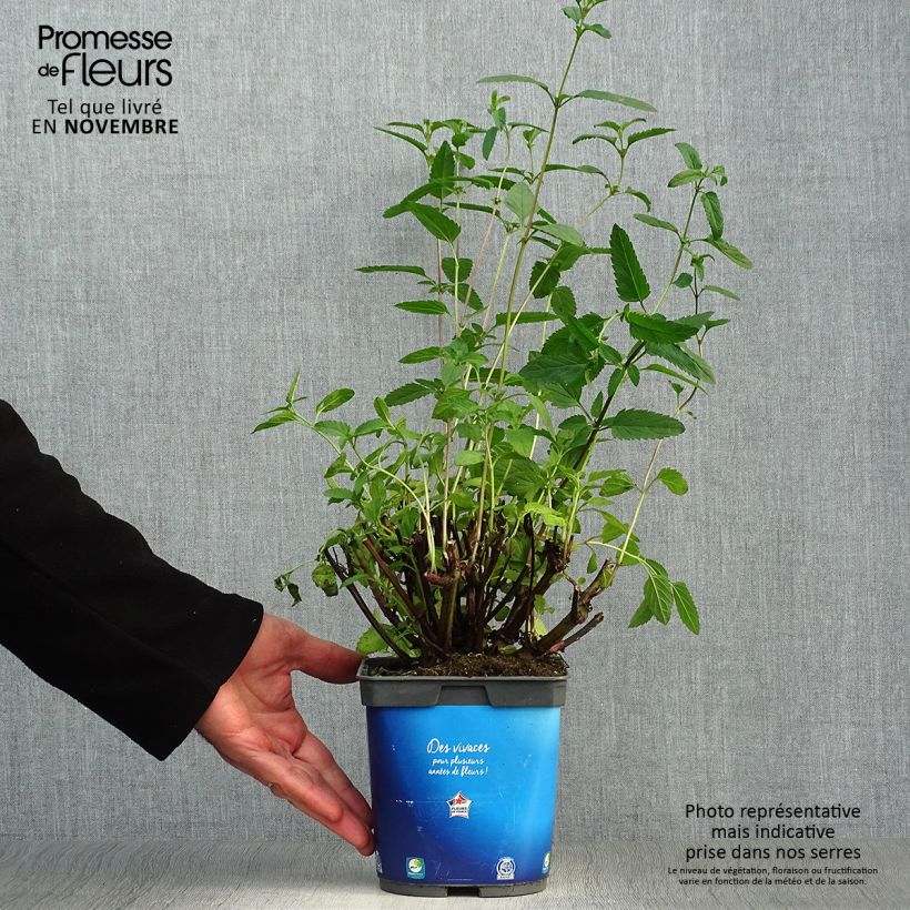 Spécimen de Sauge des marais - Salvia uliginosa Pot de 2L/3L tel que livré en automne
